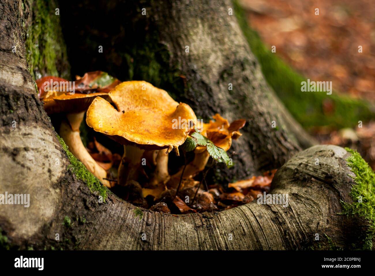 Goldene Pfifferlinge essbare Pilze wild wachsenden Stockfoto