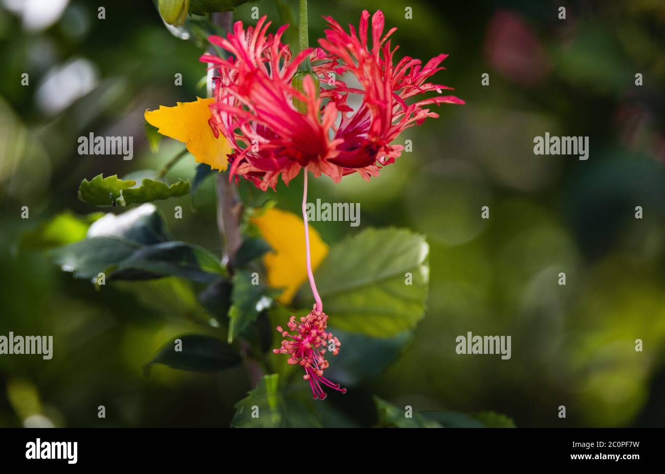 Blumen in Road Town, Tortola Stockfoto