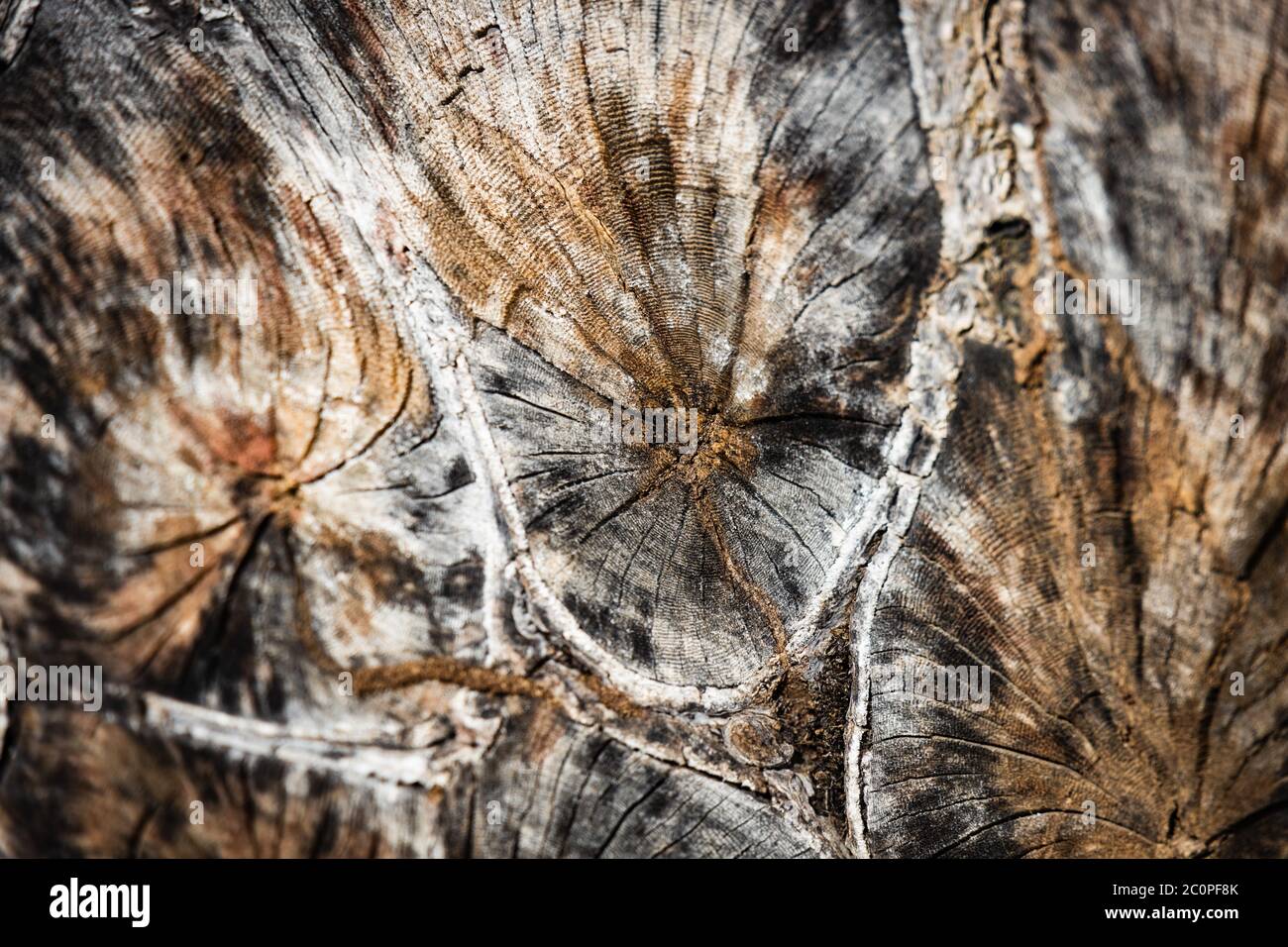 Querschnitt durch einen Baumstamm Stockfoto