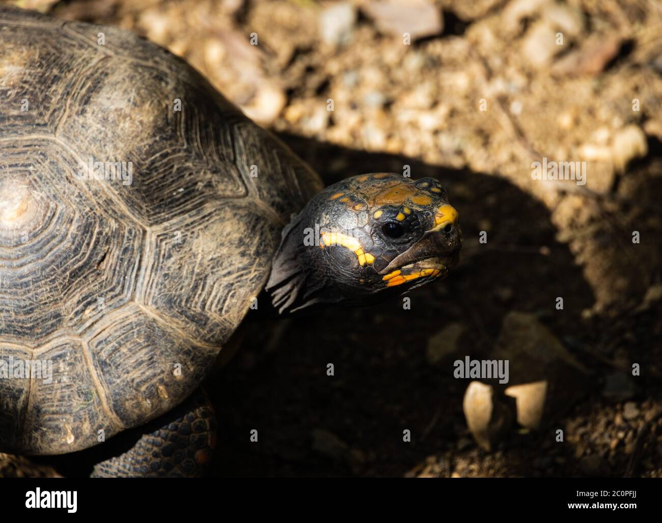 Schildkröte in Road Town, Tortola, Karibik Stockfoto