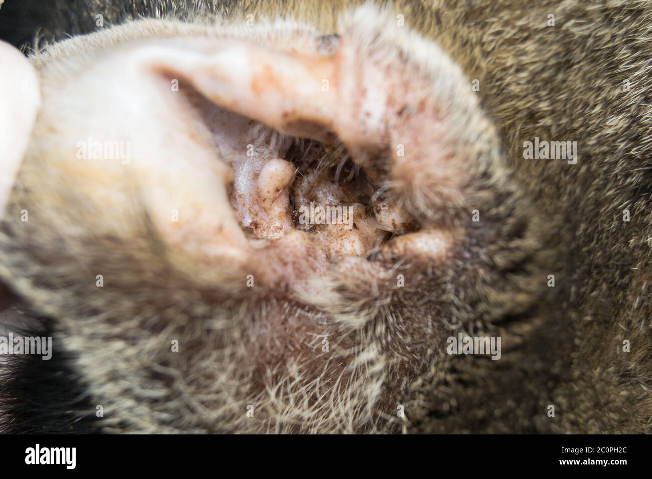 Nahaufnahme eines Katzenohrs mit äußerer Otitis Stockfoto