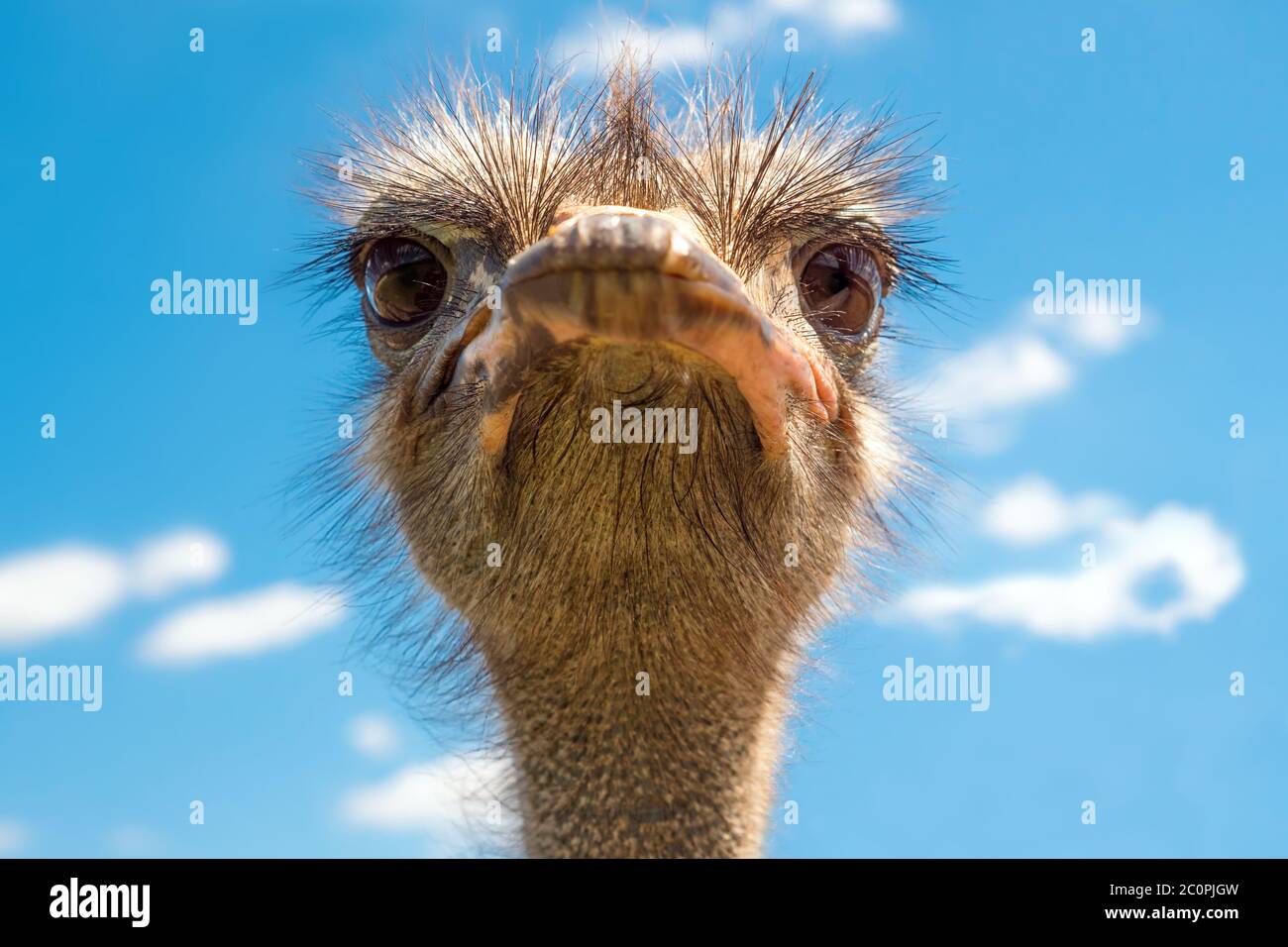Leiter der Strauß auf klaren Himmel Hintergrund. Größte Vogel auf blauem Hintergrund. Flugunfähige swift-afrikanische Vogel mit langem Hals, lange Beine, und zwei Zehen Stockfoto