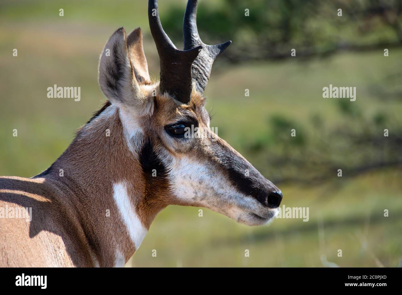 Profil einer Antelope im Custer State Park, South Dakota. Stockfoto