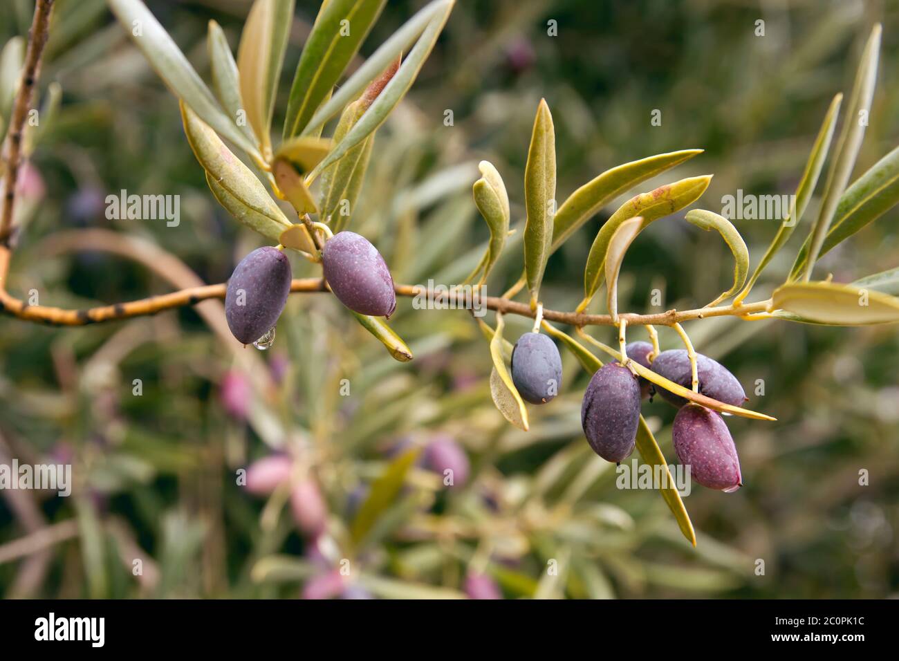 Detail von olea europaea oder Olivenbaum reifen Früchten und grünem Laub Stockfoto