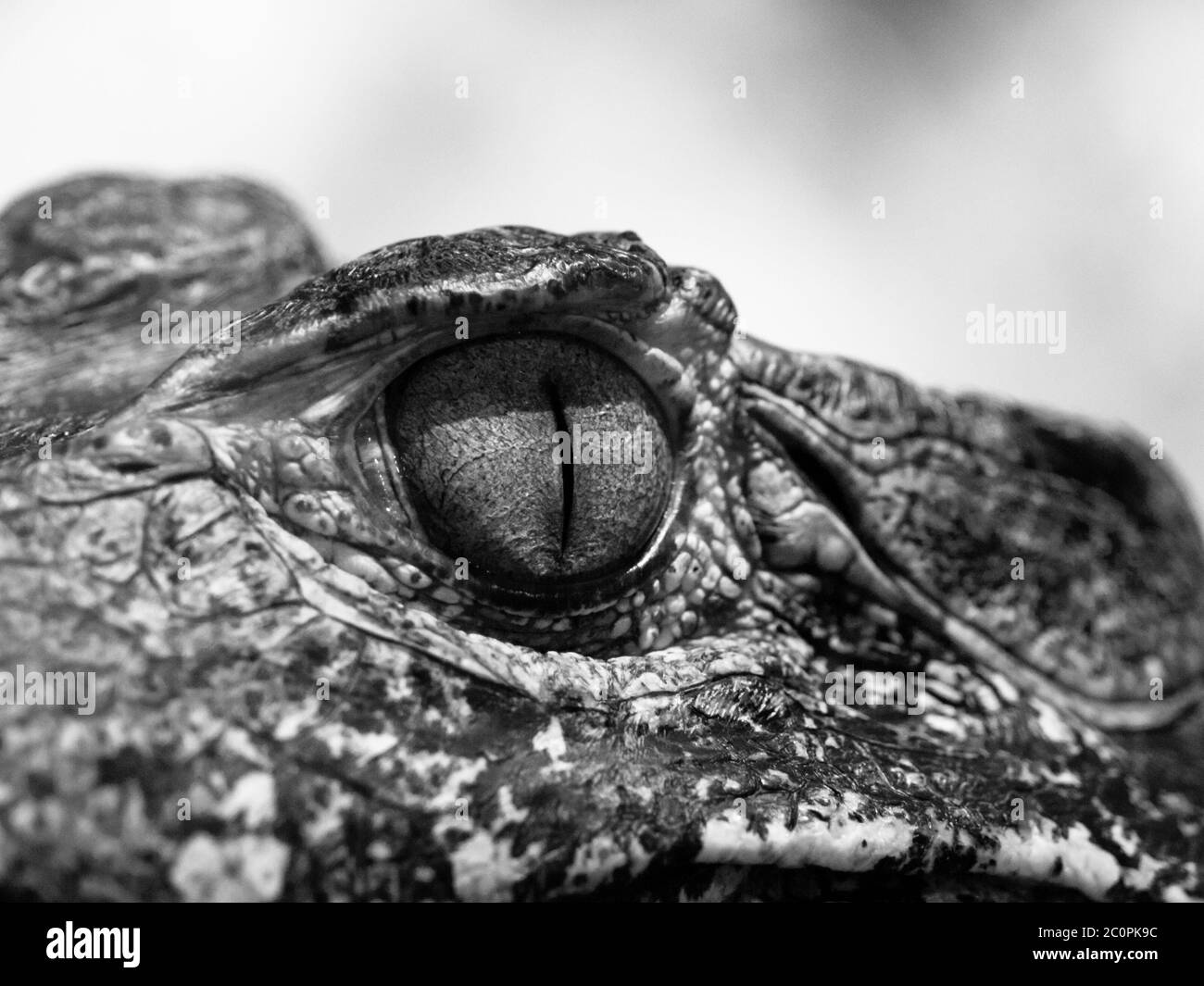 Caiman-Auge in Nahaufnahme. Schwarzweiß-Bild. Stockfoto