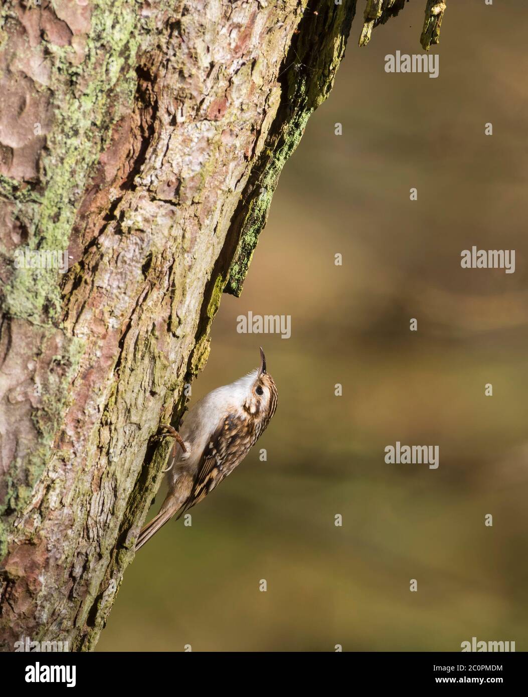 Baumkäfer, Certhia familiaris, auf einer schottischen Kiefer, Dumfries & Galloway, Schottland Stockfoto