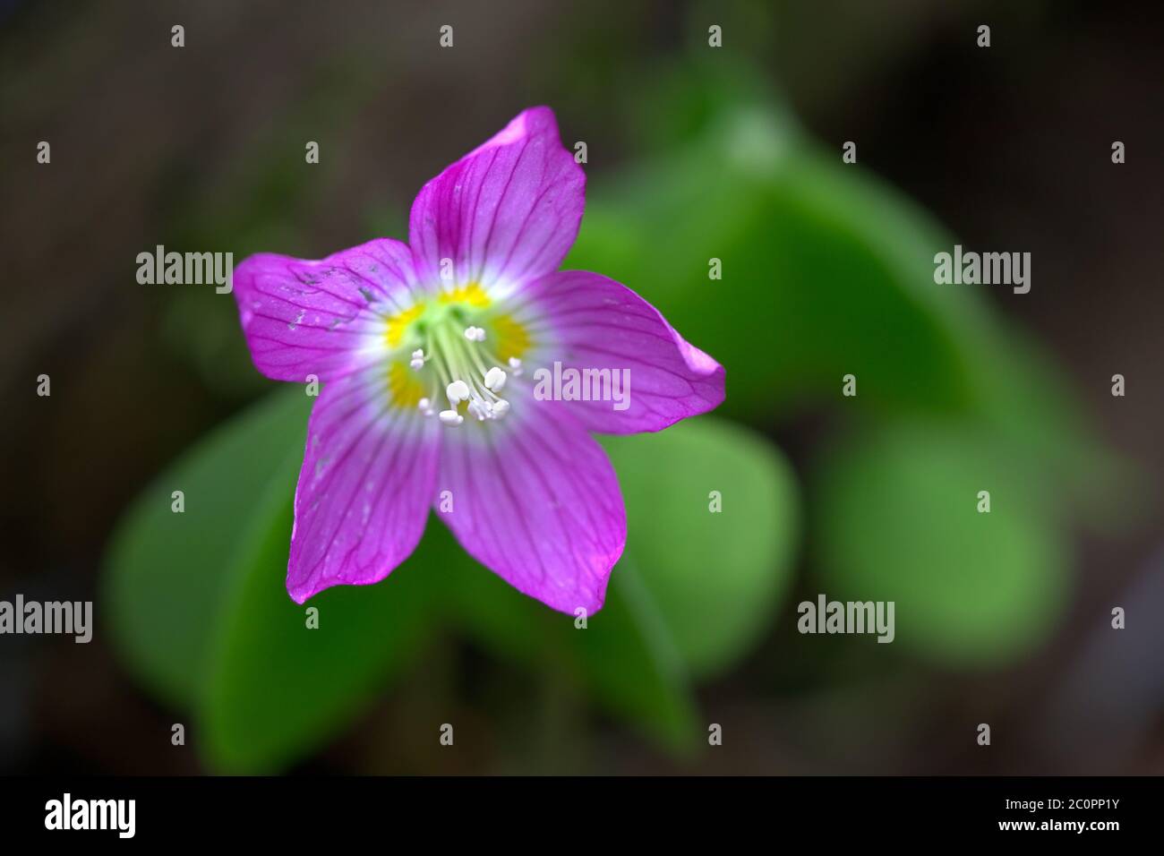 Oxalis acetosella, der Waldsaurel oder gewöhnlicher Holzsaurel, wilde essbare Blume aus Finnland Stockfoto