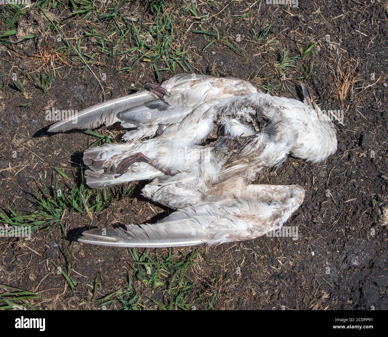 Korpus eines toten Seevögels teilweise gegessen. Stockfoto
