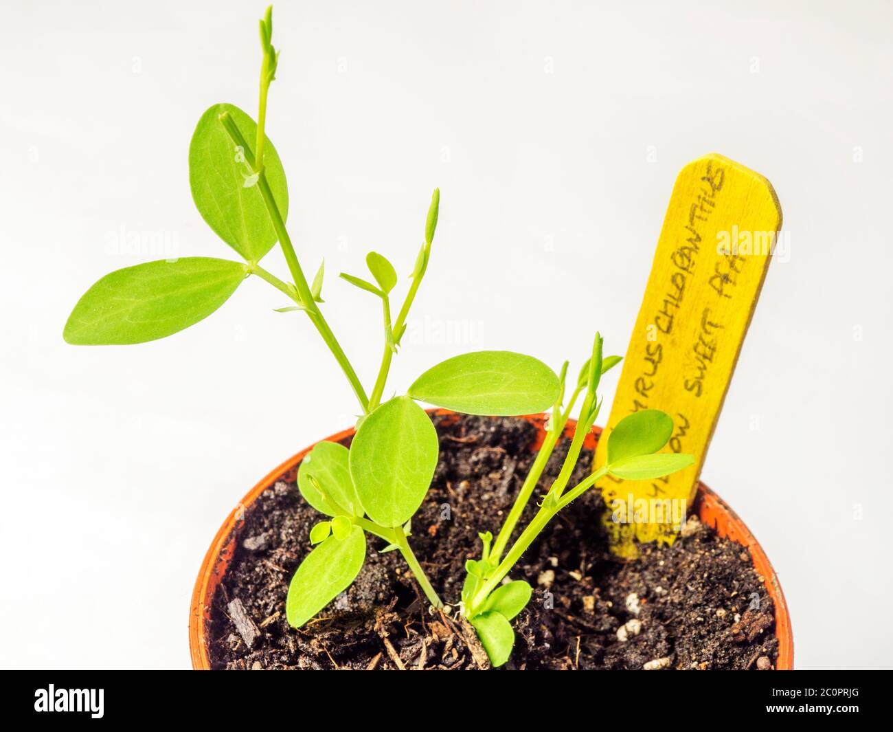 Lathyrus chloranthus süße Erbsen Sämling mit Holzetikett in einem Pflanztopf auf weißem Hintergrund Stockfoto