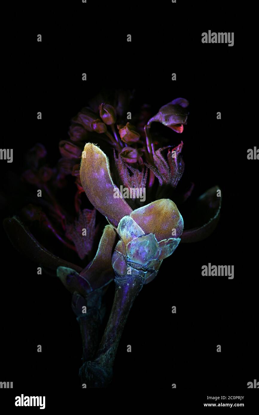 Blütenknospen aus Norwegenahorn, Acer platanoides, fotografiert im ultravioletten Licht (365 nm) Stockfoto