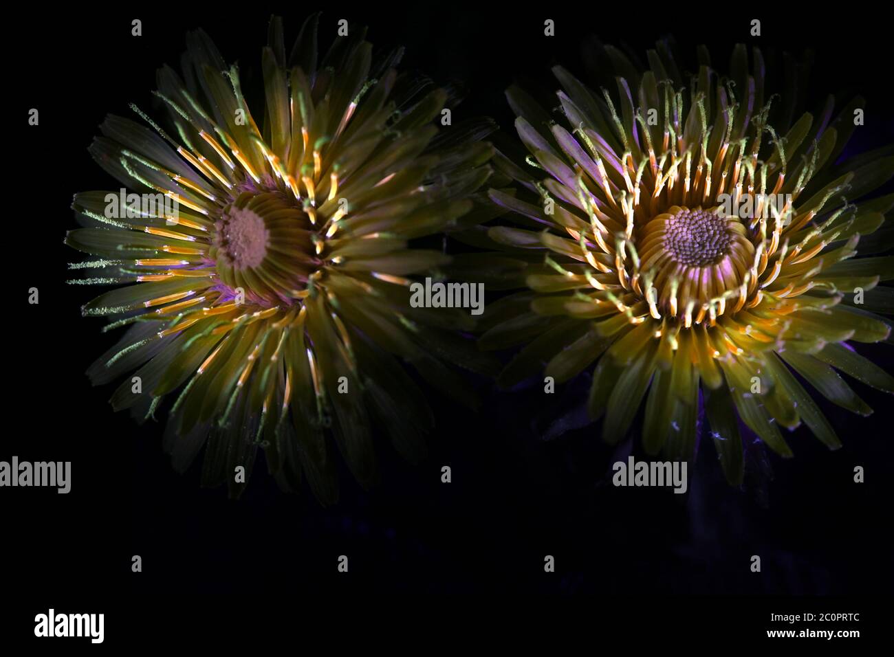 Löwenzahn, Taraxacum officinale, fotografiert im ultravioletten Licht (365 nm) Stockfoto