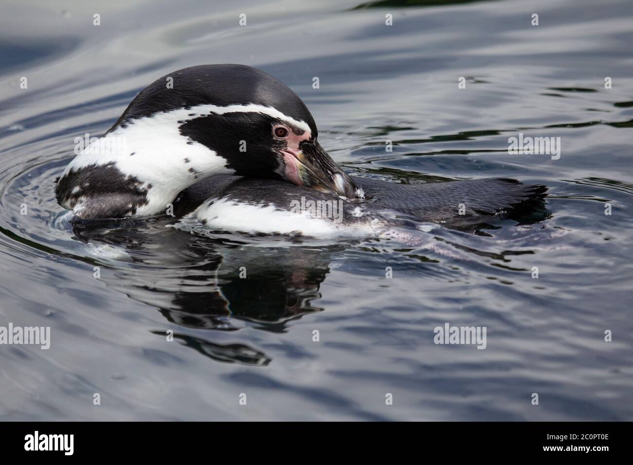 Ein Humboldt-Pinguin Spheniscus humboldti Nahaufnahme (gefangen), der sich beim Schwimmen im Wasser aufreitet Stockfoto