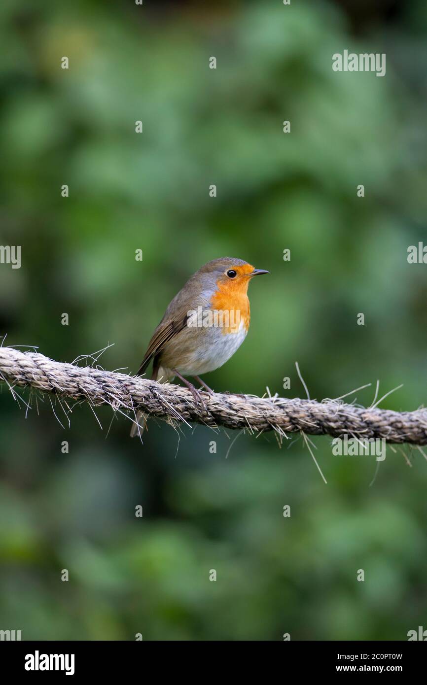 Eurasischer Robin Vogel Erithacus rubecula, der auf einem dicken Stück Seil in einem heimischen Garten mit einem grünen Weißdornhecke Hintergrund starrend Stockfoto