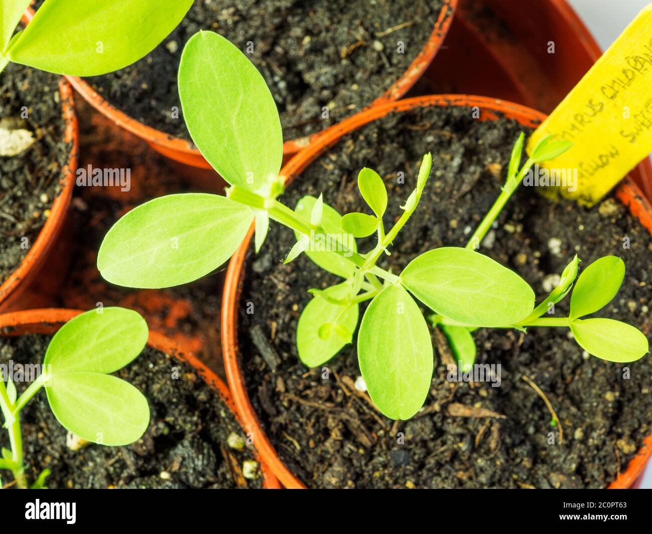 Lathyrus chloranthus süße Erbsen Sämlinge in Pflanztöpfen Stockfoto