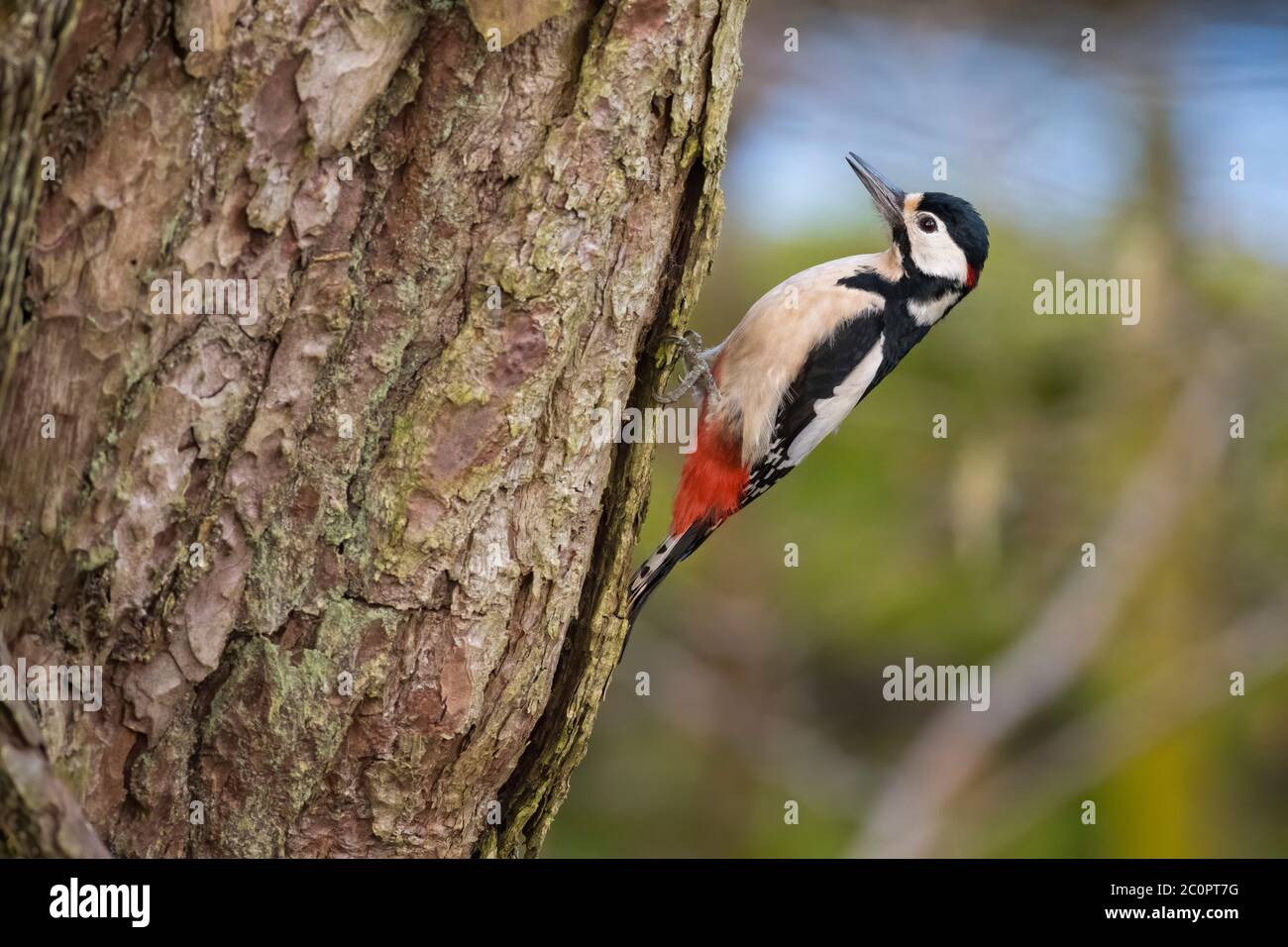 Männlicher Buntspecht, Dendrocopos Major, auf einer schottischen Kiefer, Dumfries & Galloway, Schottland Stockfoto