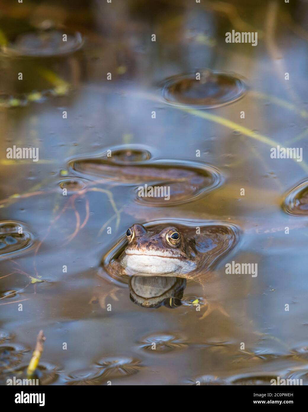 Gewöhnlicher Frosch, Rana temporaria, in einem Teich, Dumfries & Galloway, Schottland Stockfoto