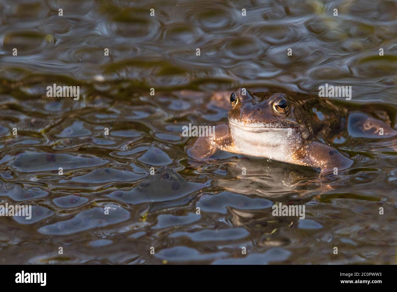 Gewöhnlicher Frosch, Rana temporaria, in einem Teich, umgeben von Frogspawn, Dumfries & Galloway, Schottland Stockfoto