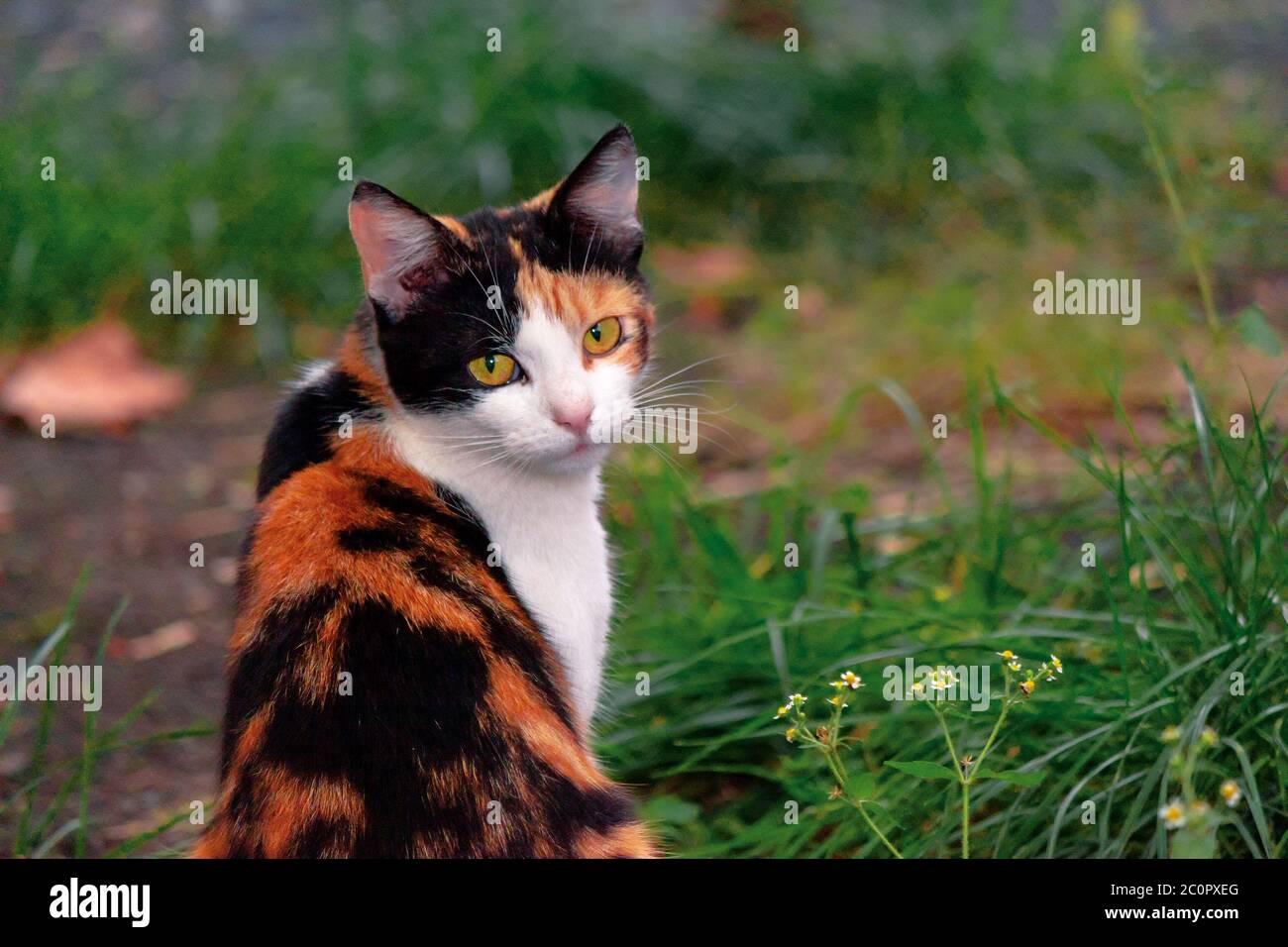 Neugierige Calico Katze draußen sitzen. predator im Herbstgarten Stockfoto