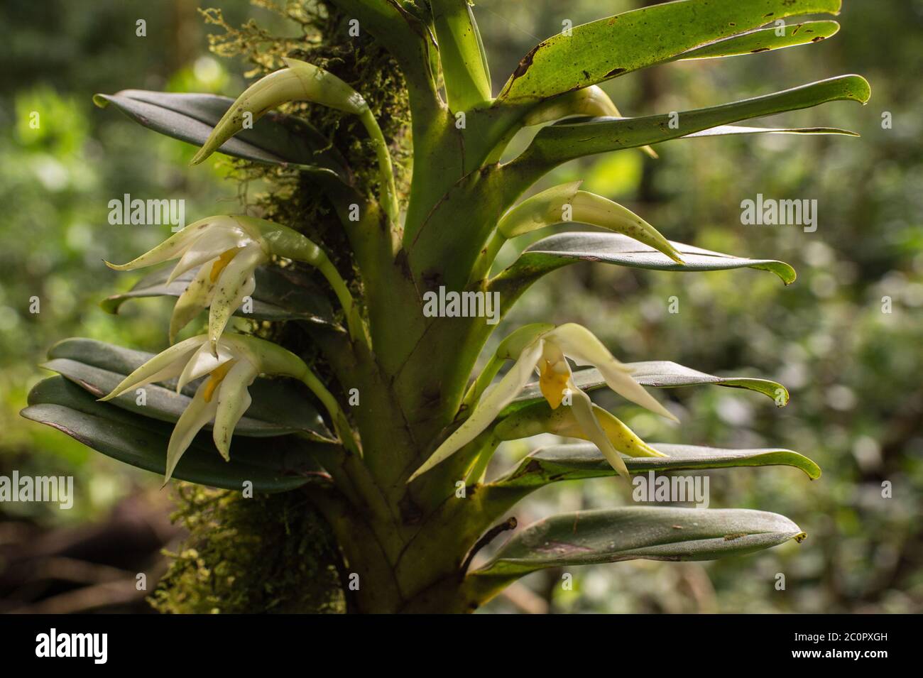 Epiphytic Orchidee, Camaridium ochroleucum, Orchidaceae, Monteverde Cloud Forest Reserve, Costa Rica, Centroamerica Stockfoto