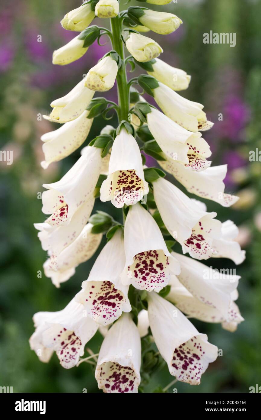 Digitalis purpurea F1 'Almatian Cream' Blüten. Stockfoto