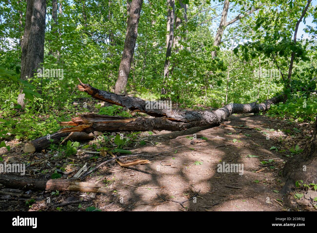 Ein gefallener Baum nach einem Sturm, der einen Wanderweg im Montreal Park blockiert Stockfoto