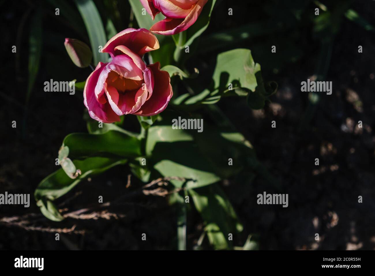 Nahaufnahme von roten Rosen mit grünen Blättern und dunklem Hintergrund. Stockfoto