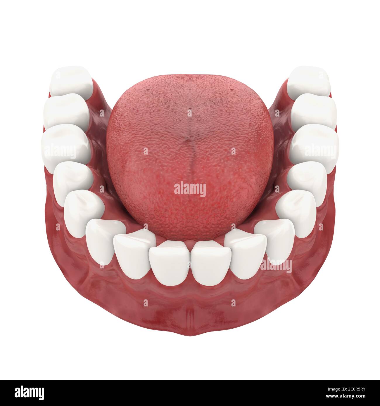 Mund Gum, Zunge und Zähne isoliert Stockfoto