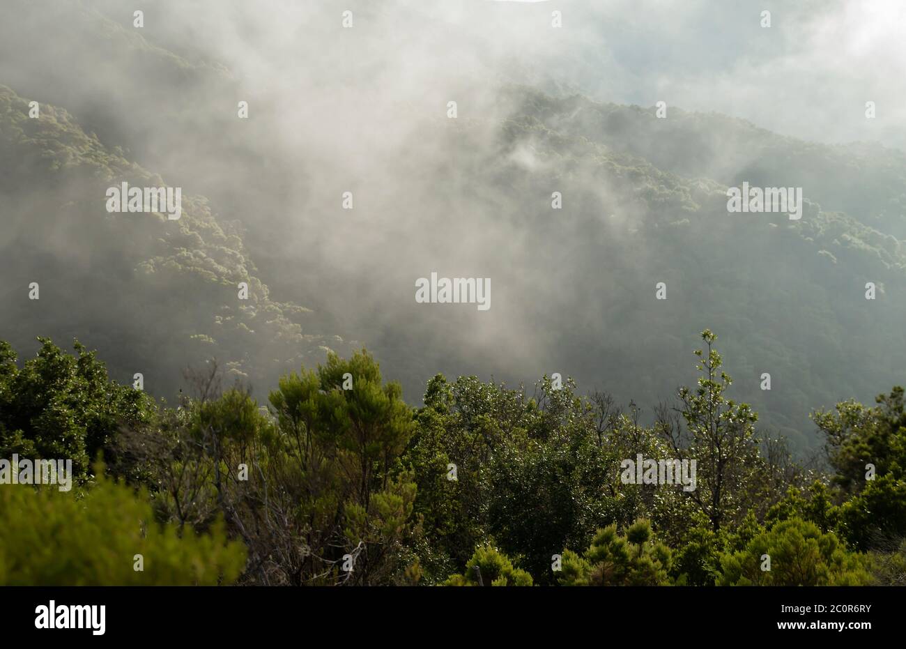 Grüner Lorbeer Wald und Passatwinde Landschaft im Garajonay Nationalpark, La Gomera, Kanarische Inseln, Spanien Stockfoto