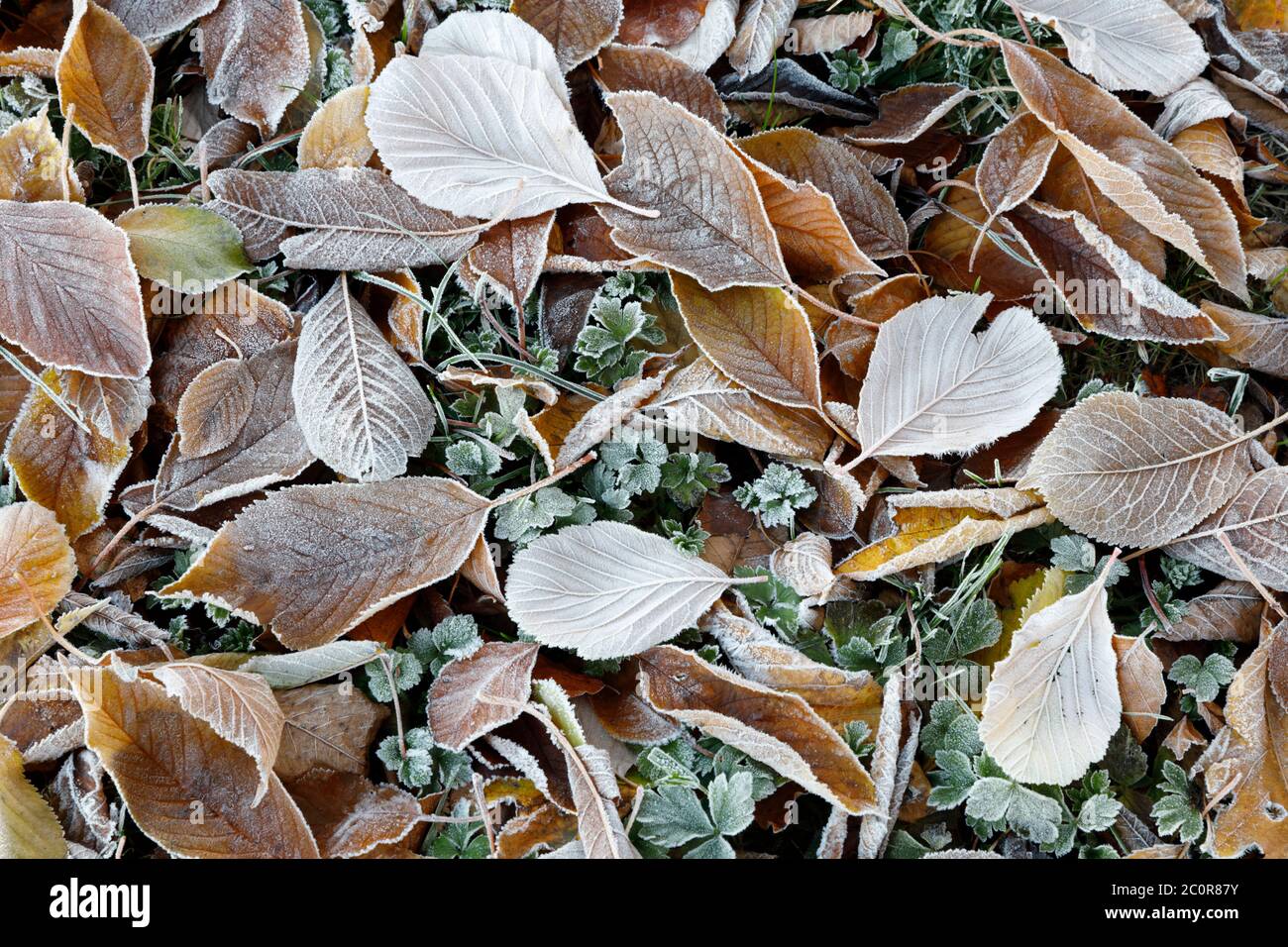 Frostbedeckte Blätter, Gloucestershire, England, Großbritannien, Europa Stockfoto