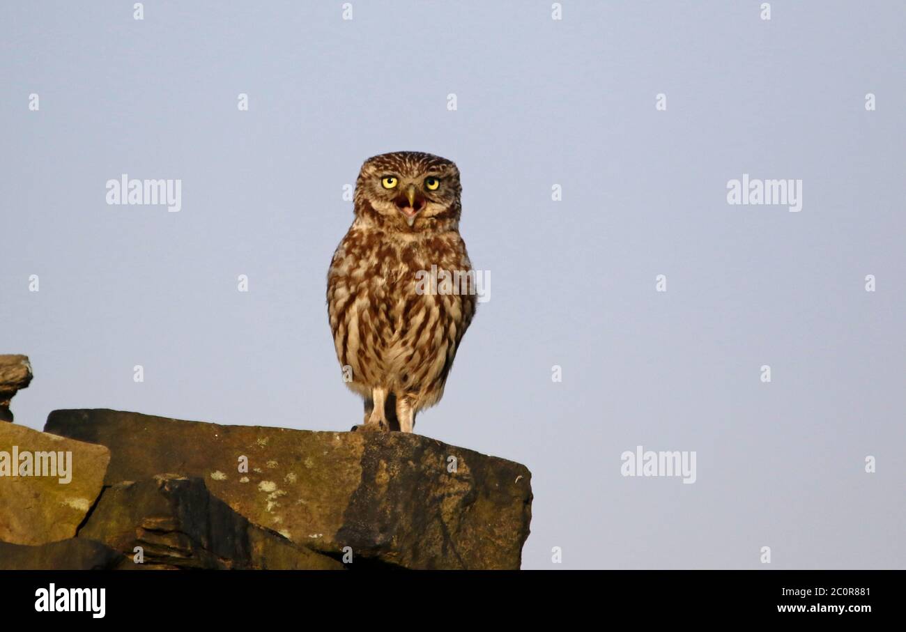 Kleine Eulen auf einer Trockensteinmauer Stockfoto