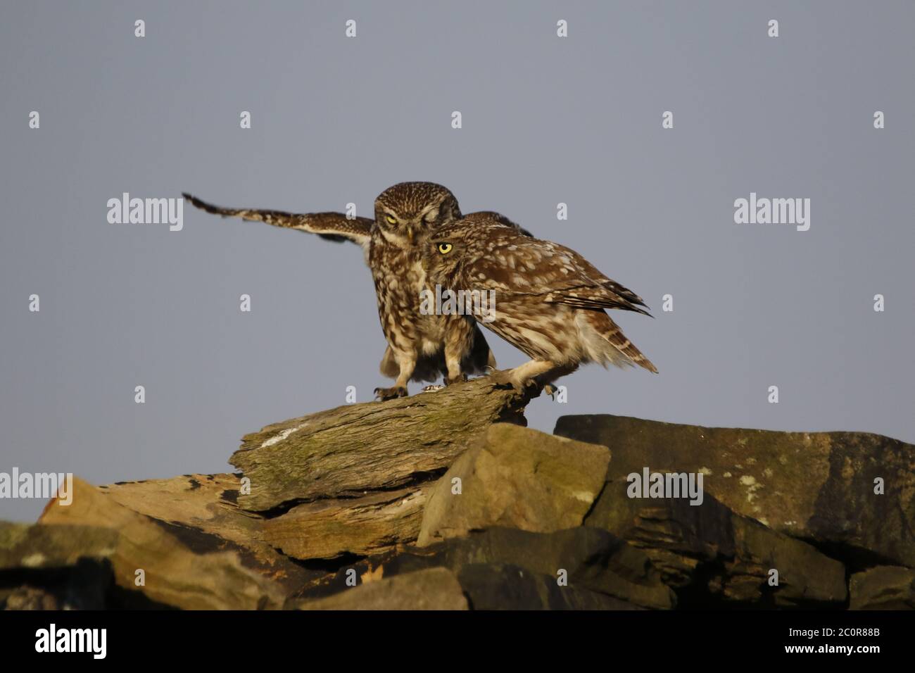 Kleine Eulen auf einer Trockensteinmauer Stockfoto