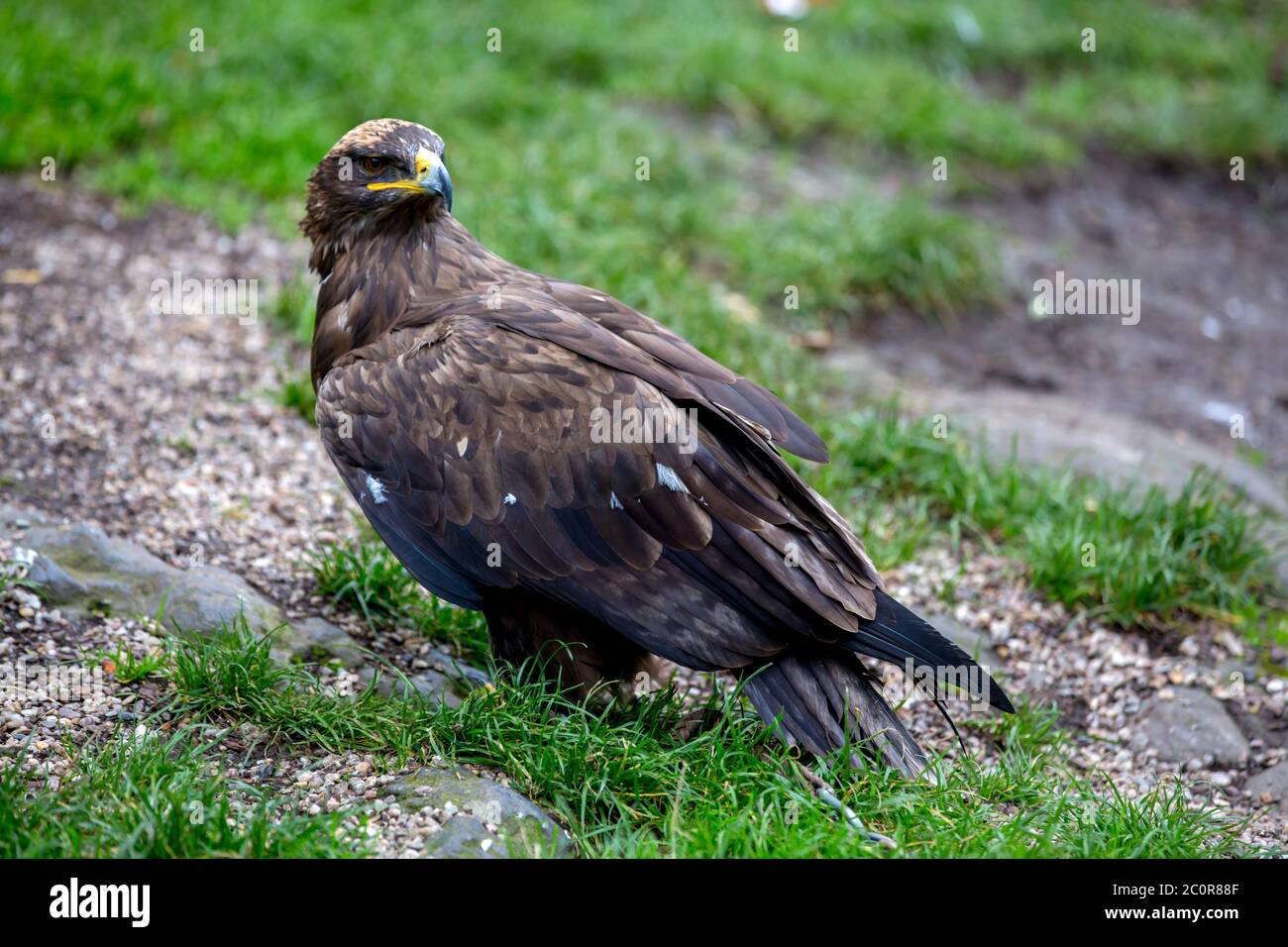 Adler in der Natur, im Freien Stockfoto