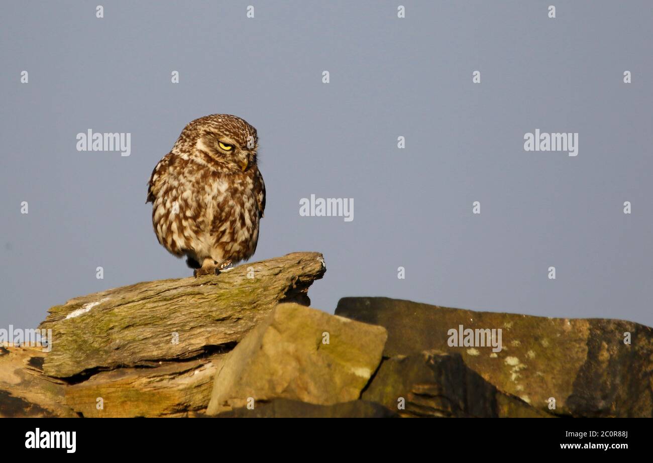 Kleine Eulen auf einer Trockensteinmauer Stockfoto