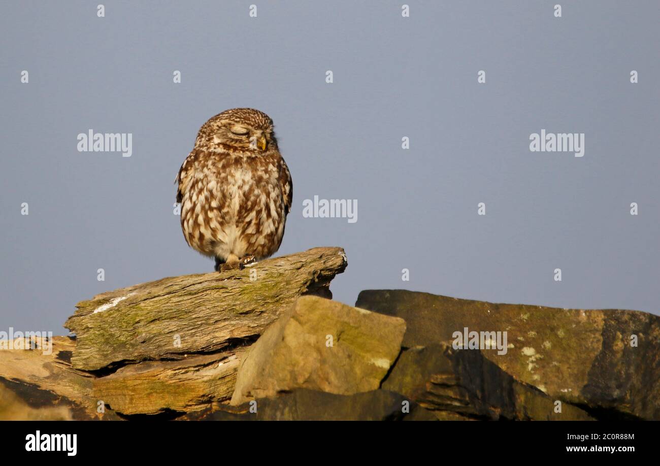 Kleine Eulen auf einer Trockensteinmauer Stockfoto
