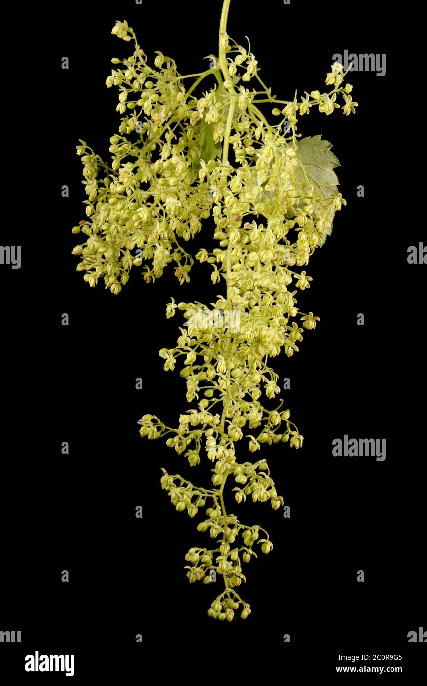 Hopfen (Humulus lupulus). Männliche Blütenstand Closeup Stockfoto