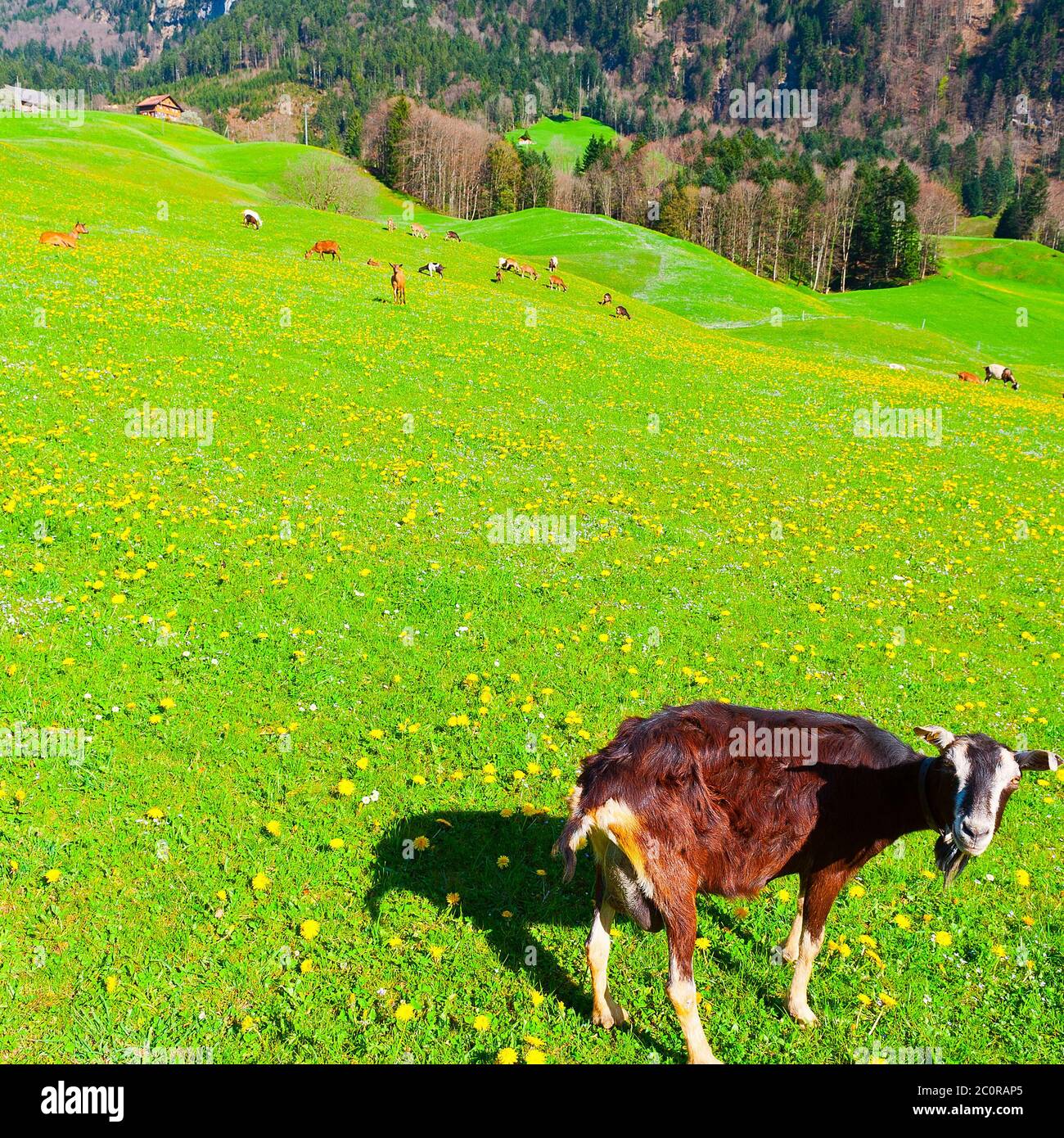 Ziegen Stockfoto Ziegen Stockfoto