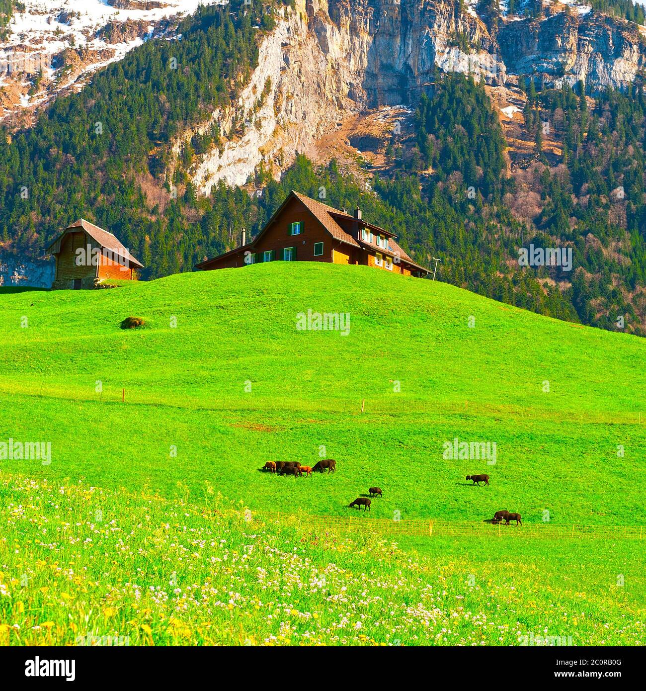 Ziegen Stockfoto Ziegen Stockfoto