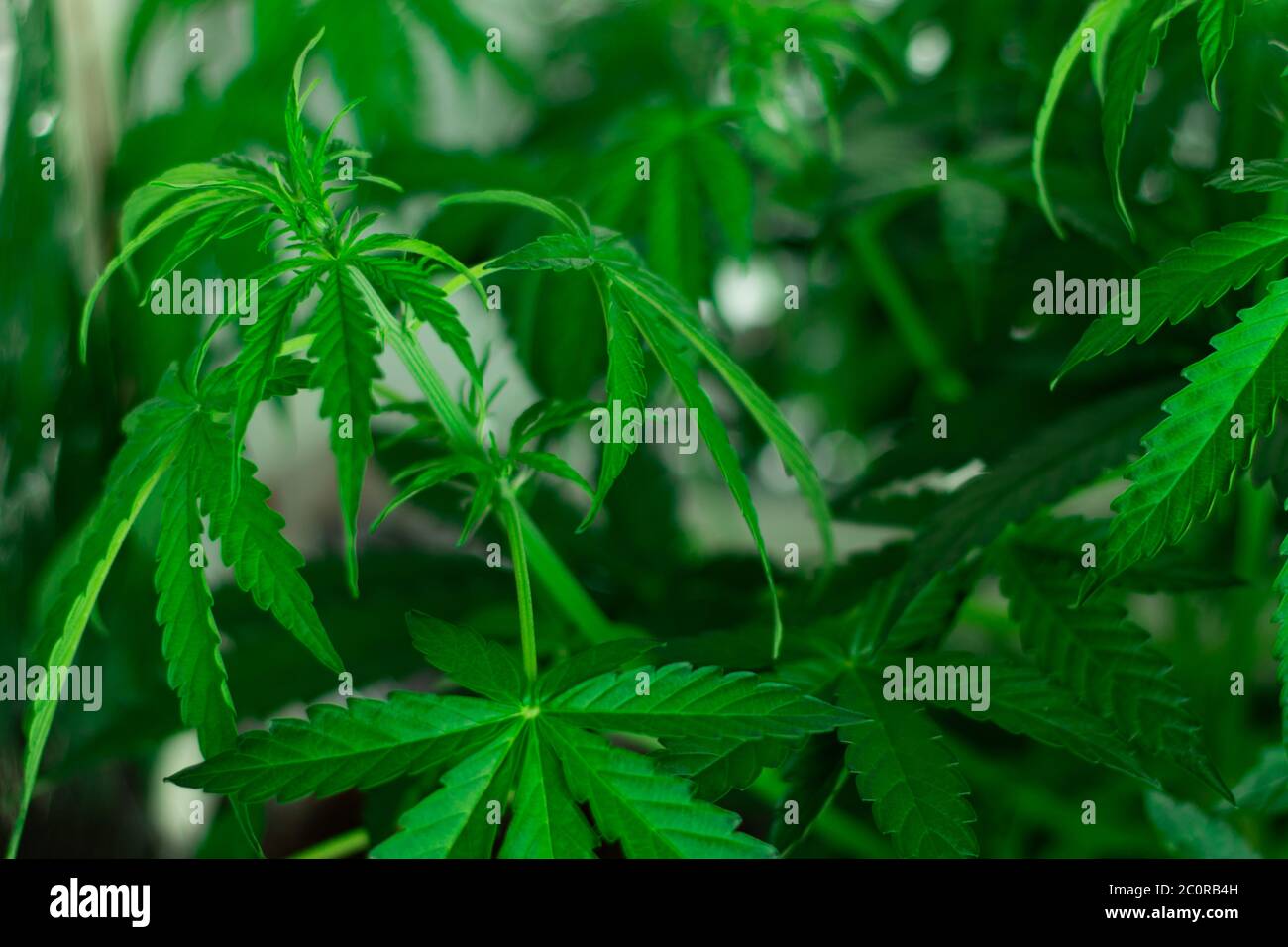 Cannabis hinterlässt Hintergrund. Organischer Anbau. Vegetation und Blüte von Marihuana. Stockfoto