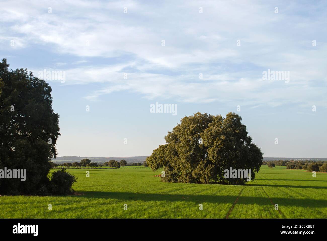Grüne Wiesenlandschaft Stockfoto
