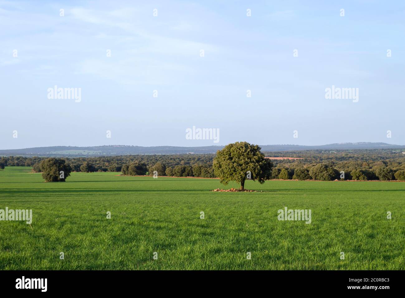 Grüne Wiesenlandschaft Stockfoto