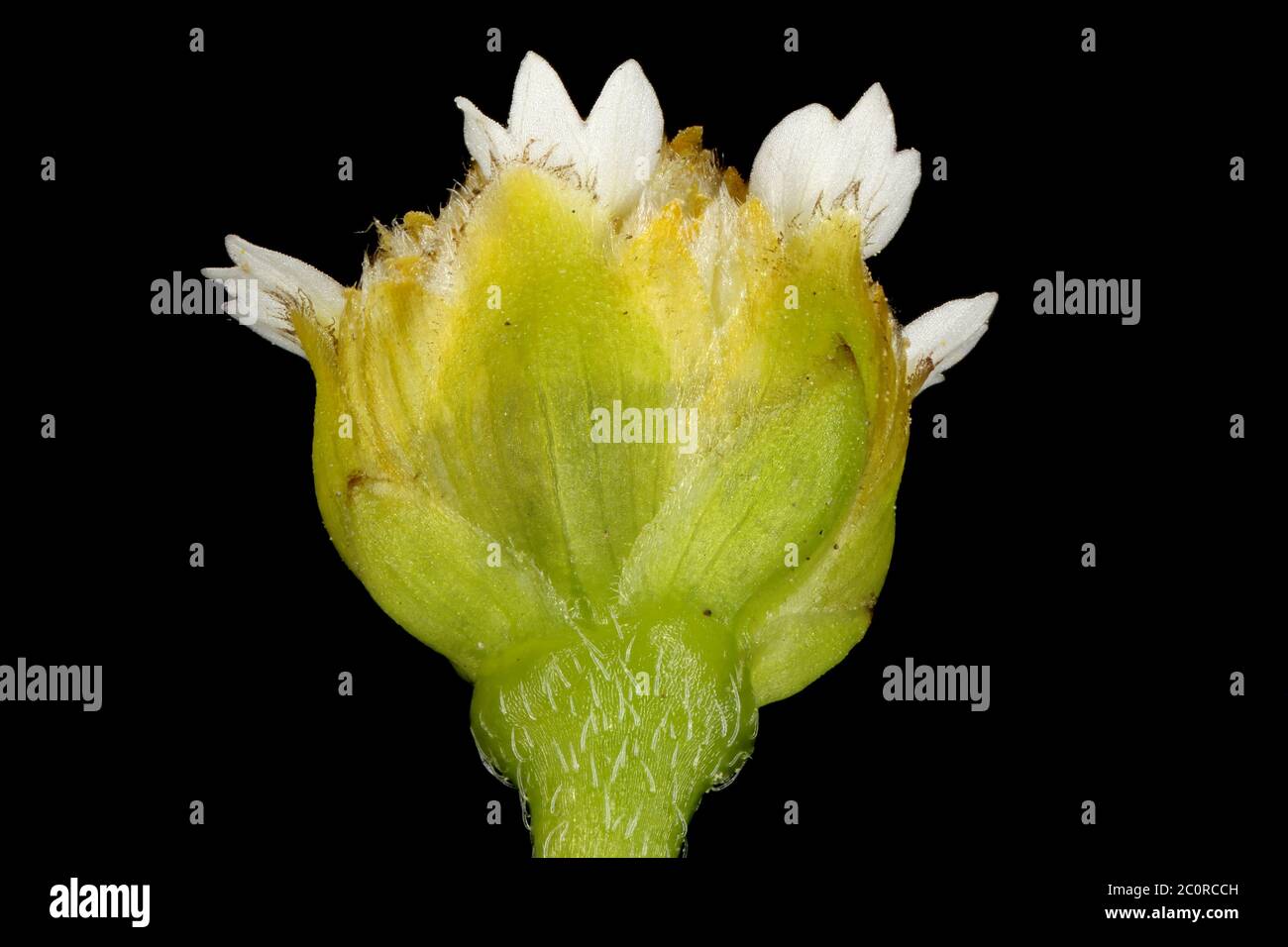 Galanter Soldat (Galinsoga parviflora). Blühendes Capitulum Nahaufnahme Stockfoto