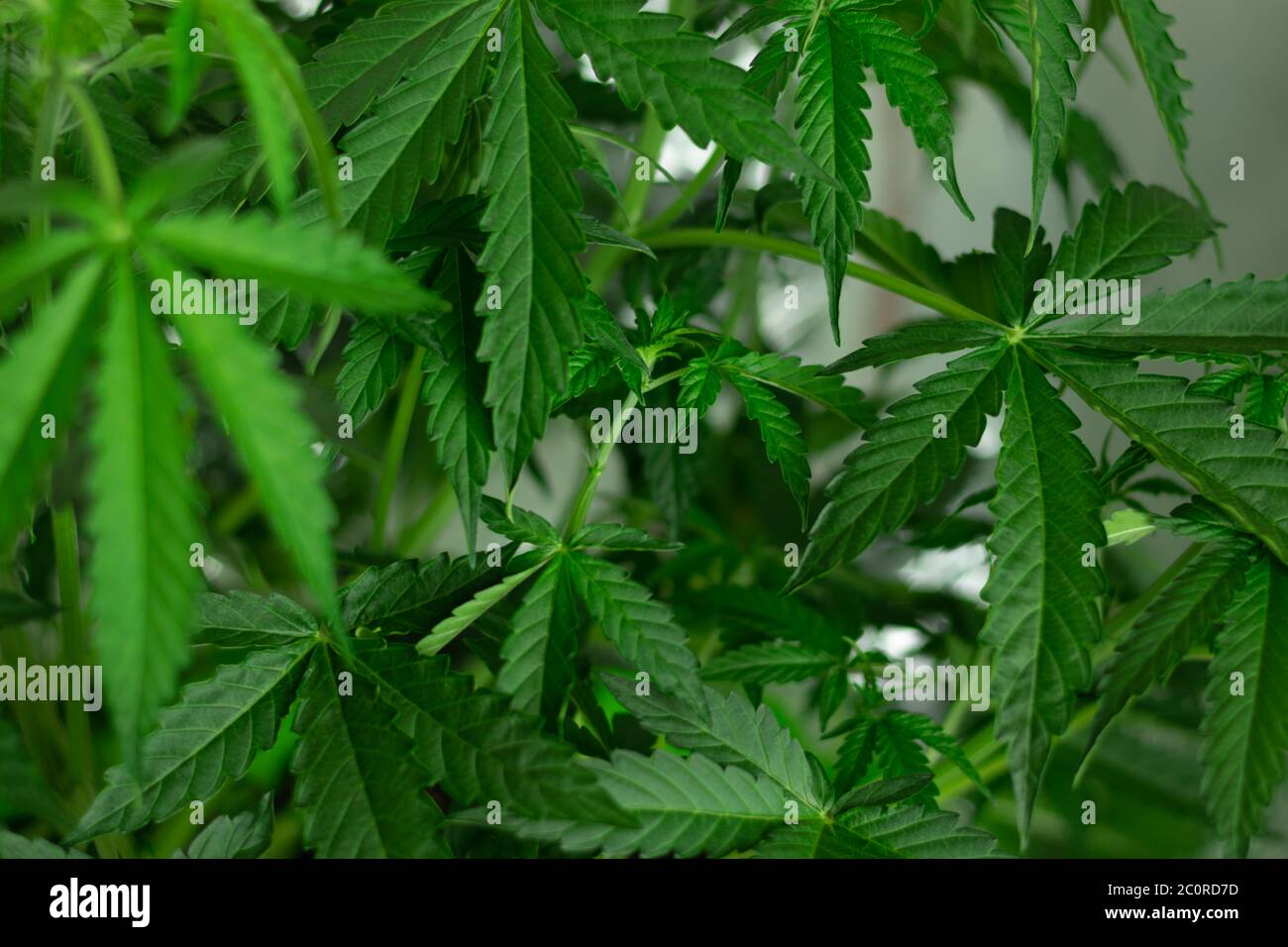 Legalisierung von Hanf für Unterhaltungszwecke. Marihuana mit Kopierraum Hintergrund. Stockfoto