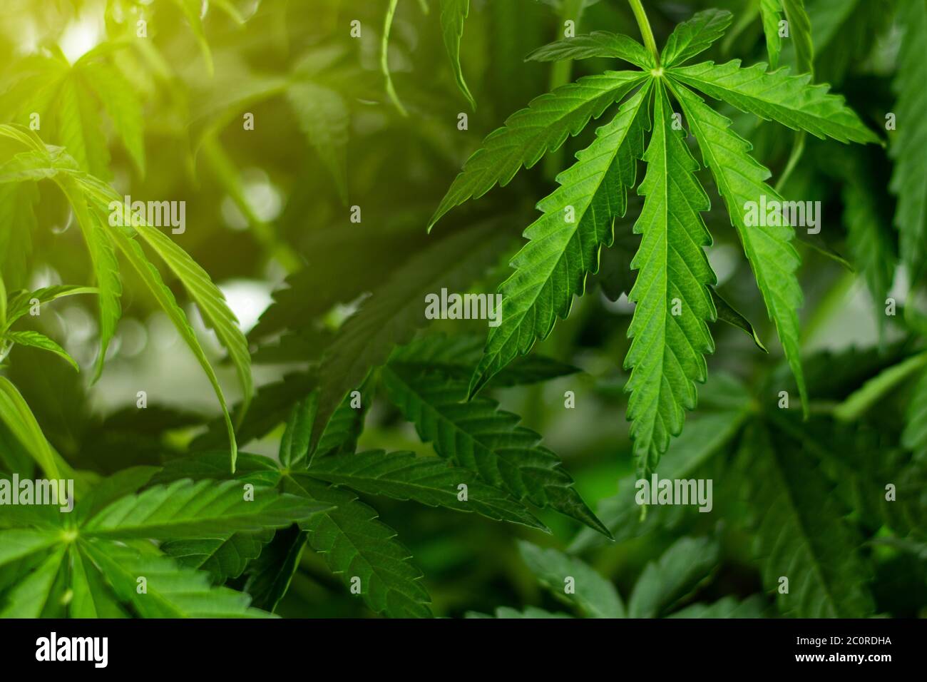 Große grüne Blätter einer Marihuanapflanze aus der Nähe. Hintergrund mit Kopierbereich. Unkrautverwendung im Gesundheitswesen Konzept. Stockfoto