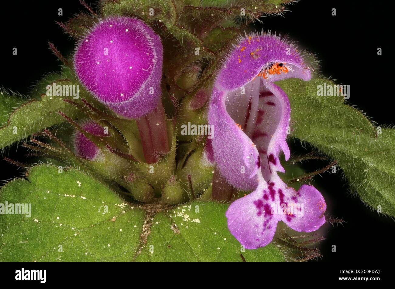 Cut-leaved Dead-Nettle (Lamium pureum). Blumen und Blumenknospen Nahaufnahme Stockfoto