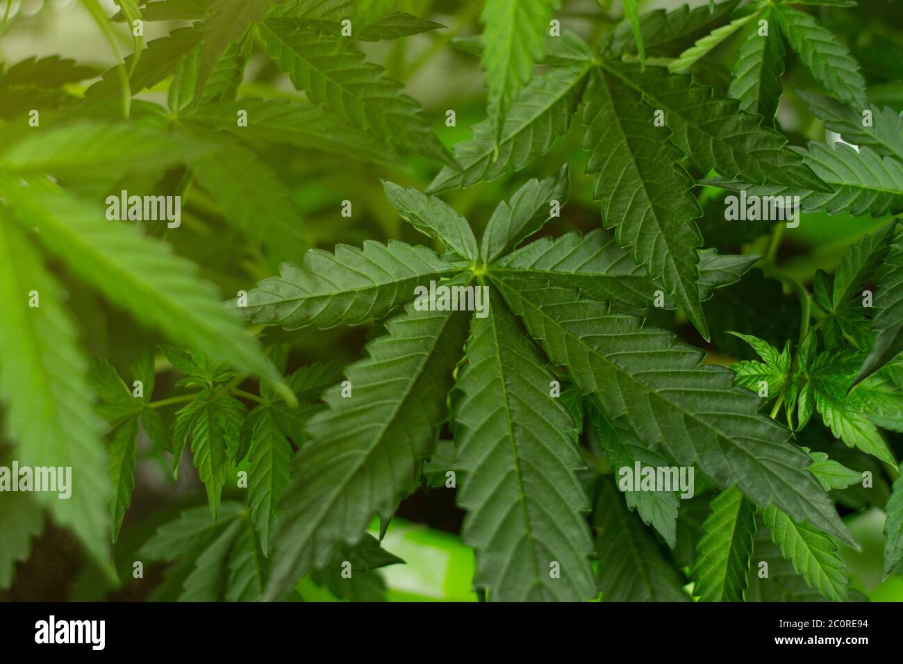 Große Blätter von Marihuana in der Sonne. Medizinisches Cannabis mit THC für den Gebrauch im Gesundheitswesen. Stockfoto