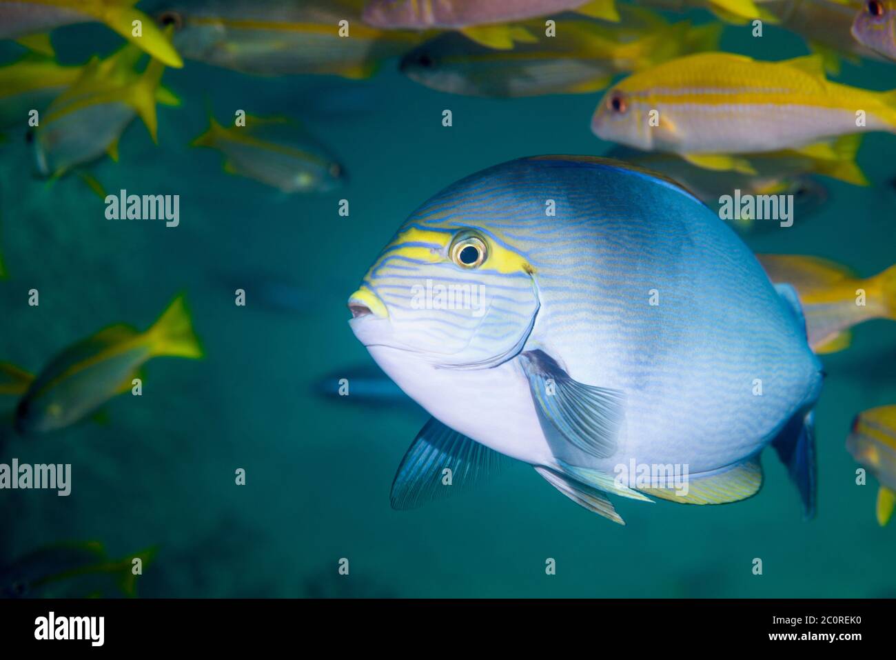 Langgestreckte Seeteufel [Acanthurus mata] mit Gelbflossen-Ziegenfisch [Mulloidichthys vanicolensis]. West Papua, Indonesien. Indo-West Pacific. Stockfoto