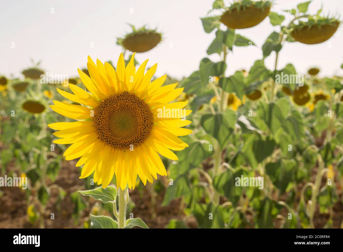Helianthus oder Sonnenblumen reifen Pflanzen auf dem Feld Stockfoto