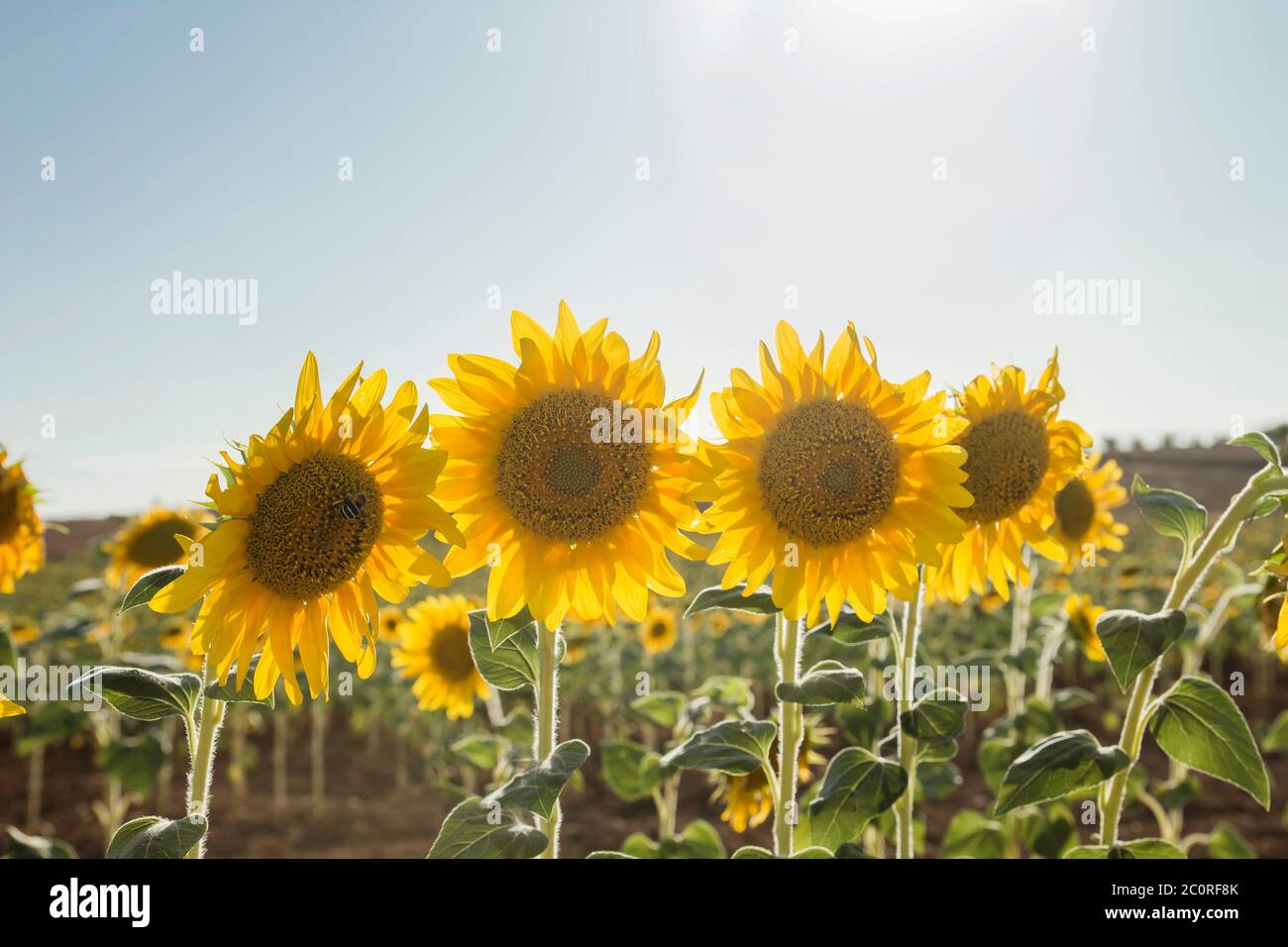 Helianthus oder Sonnenblumen reifen Pflanzen auf dem Feld Stockfoto