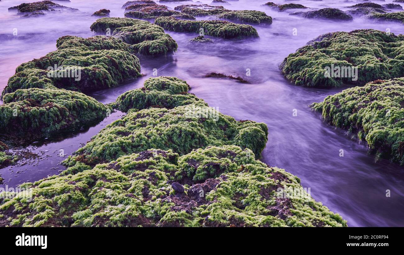 Nahaufnahme des Korallenriffs, das bei Ebbe von grünem Moos und Algen mit ruhigen Wellen bedeckt ist, in Sawarna, Banten, Indonesien Stockfoto