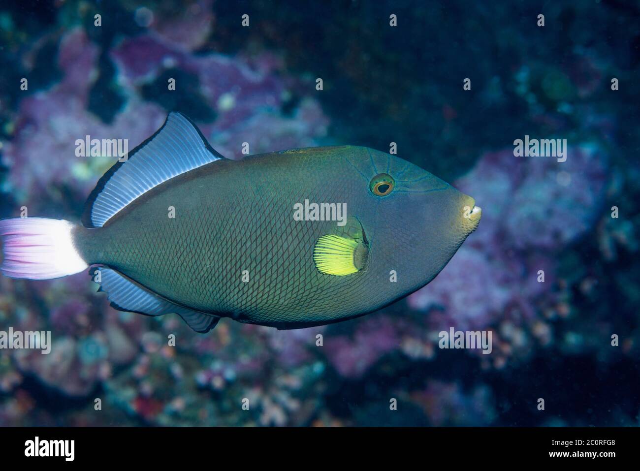 Pinktail-Drückerfisch [Melichthys vidua]. Nord-Sulawesi, Indonesien. Stockfoto